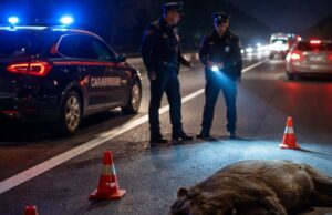 Cinghiale investito nella notte sulla SS80 verso Teramo Cinghiale investito nella notte sulla SS80 verso Teramo