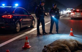 Cinghiale investito nella notte sulla SS80 verso Teramo Cinghiale investito nella notte sulla SS80 verso Teramo