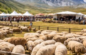 Aperte le iscrizioni per la 65ª Rassegna degli Ovini a Campo Imperatore Aperte le iscrizioni per la 65ª Rassegna degli Ovini a Campo Imperatore