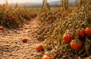 Caldo estremo in Abruzzo: temperature sfiorano i 43 gradi Caldo estremo in Abruzzo: temperature sfiorano i 43 gradi