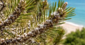 Crescente allerta per la cocciniglia tartarugata lungo la costa adriatica Crescente allerta per la cocciniglia tartarugata lungo la costa adriatica
