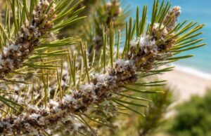 Crescente allerta per la cocciniglia tartarugata lungo la costa adriatica Crescente allerta per la cocciniglia tartarugata lungo la costa adriatica