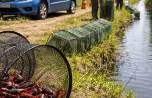 Monitoraggio del Gambero rosso della Louisiana in Abruzzo fino a ottobre Monitoraggio del Gambero rosso della Louisiana in Abruzzo fino a ottobre