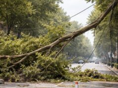 Ramo Spezzato su Viale Mazzini: Chiusura della Strada e Danni ai Cavi Elettrici Ramo Spezzato su Viale Mazzini: Chiusura della Strada e Danni ai Cavi Elettrici