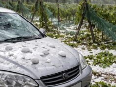 Violenta grandinata colpisce la provincia di Teramo, ingenti danni a coltivazioni e veicoli Violenta grandinata colpisce la provincia di Teramo, ingenti danni a coltivazioni e veicoli