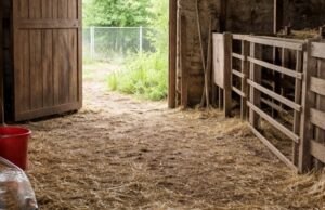 Furto di animali a Civitella Roveto: rubati un montone e una pecora Furto di animali a Civitella Roveto: rubati un montone e una pecora