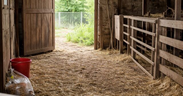 Furto di animali a Civitella Roveto: rubati un montone e una pecora