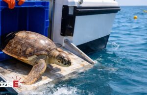 La tartaruga marina “Sobek” liberata in mare dopo il recupero La tartaruga marina "Sobek" liberata in mare dopo il recupero