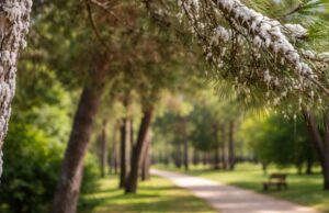 Pineto, emergenza fitosanitaria al Parco Filiani: richiesto intervento urgente Pineto, emergenza fitosanitaria al Parco Filiani: richiesto intervento urgente