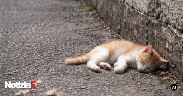 Cinque minorenni lanciano un gattino contro un muro a Capistrello Cinque minorenni lanciano un gattino contro un muro a Capistrello